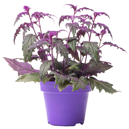 Gynura aurantiaca, Purple Velvet Plant (0.28m) in pot of 12 cm diameter