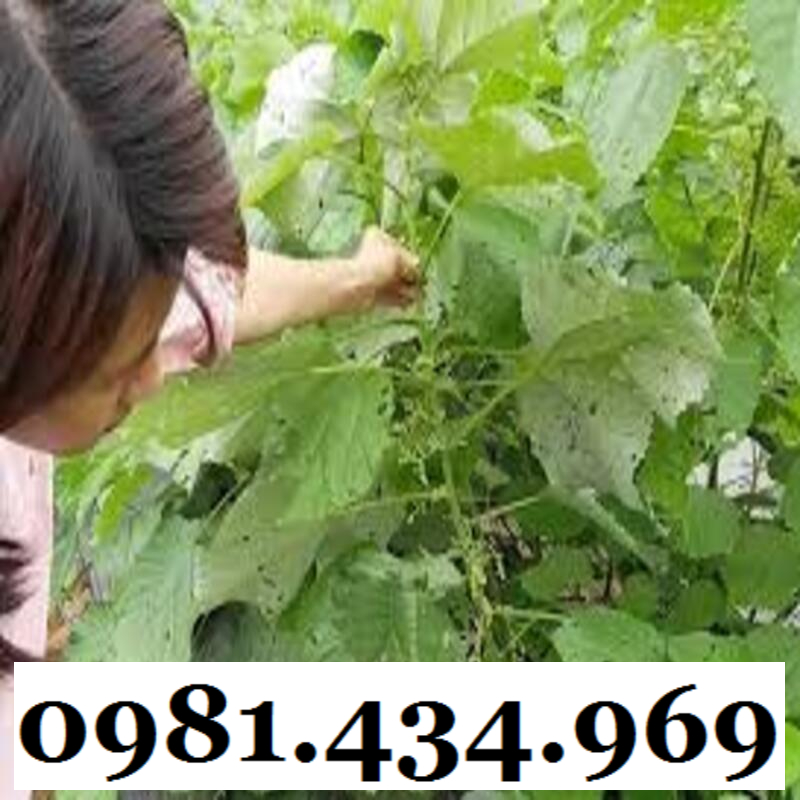 AN THAI- Củ Gai Tươi (Tầm Ma, Trữ Ma Căn) 01KG Ngon