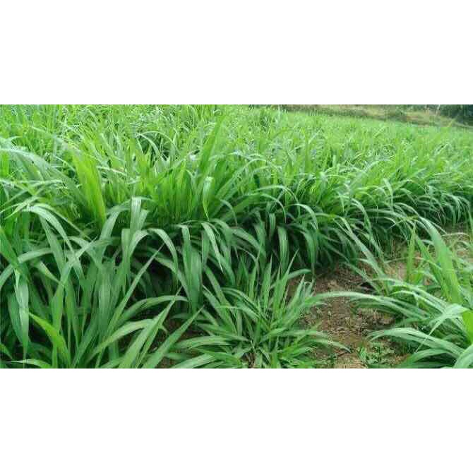 Thuốc Kích Thích Ra Rễ Cây Trồng N3M (Hộp 500g)
