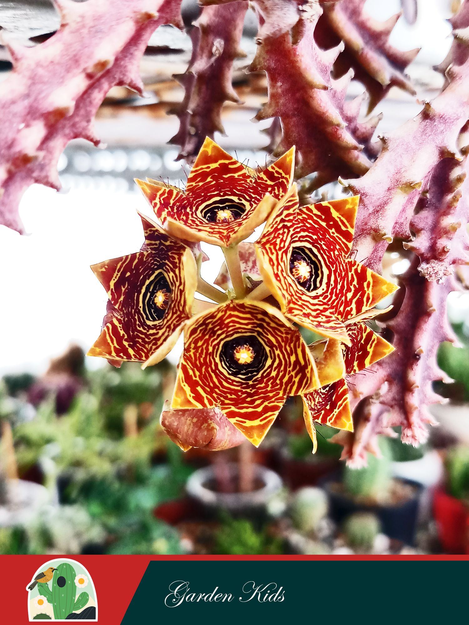 Xương rồng sao biển hoa chùm (Caralluma Crenulata)