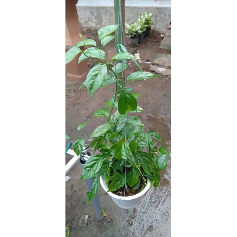 Cây hoa leo lan hoàng dương