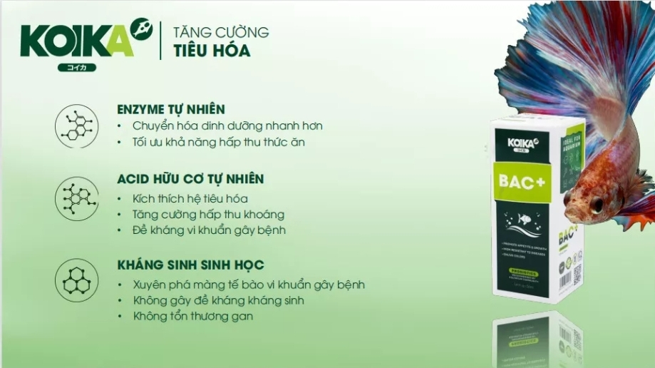 KOIKA BAC+ .Men Vi Sinh Tiêu Hóa Cho Cá Cảnh Thủy Sinh