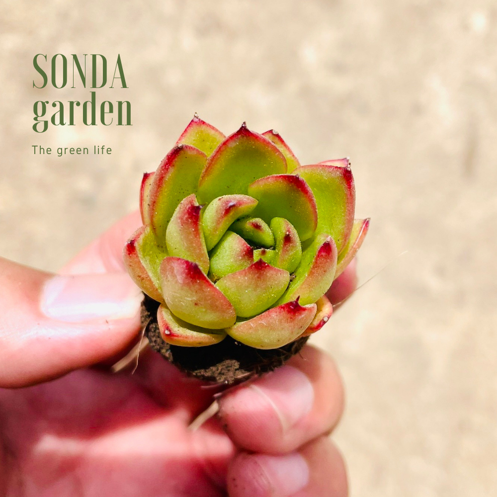 SEN ĐÁ VIỀN LỬA SIZE MINI, LỖI 1 ĐỔI 1