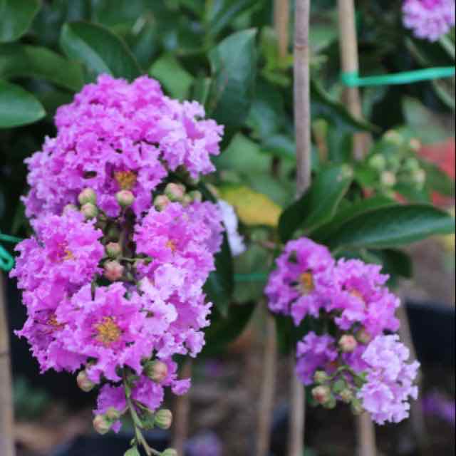 Cây Bằng Lăng Thái - cây cảnh sân vườn