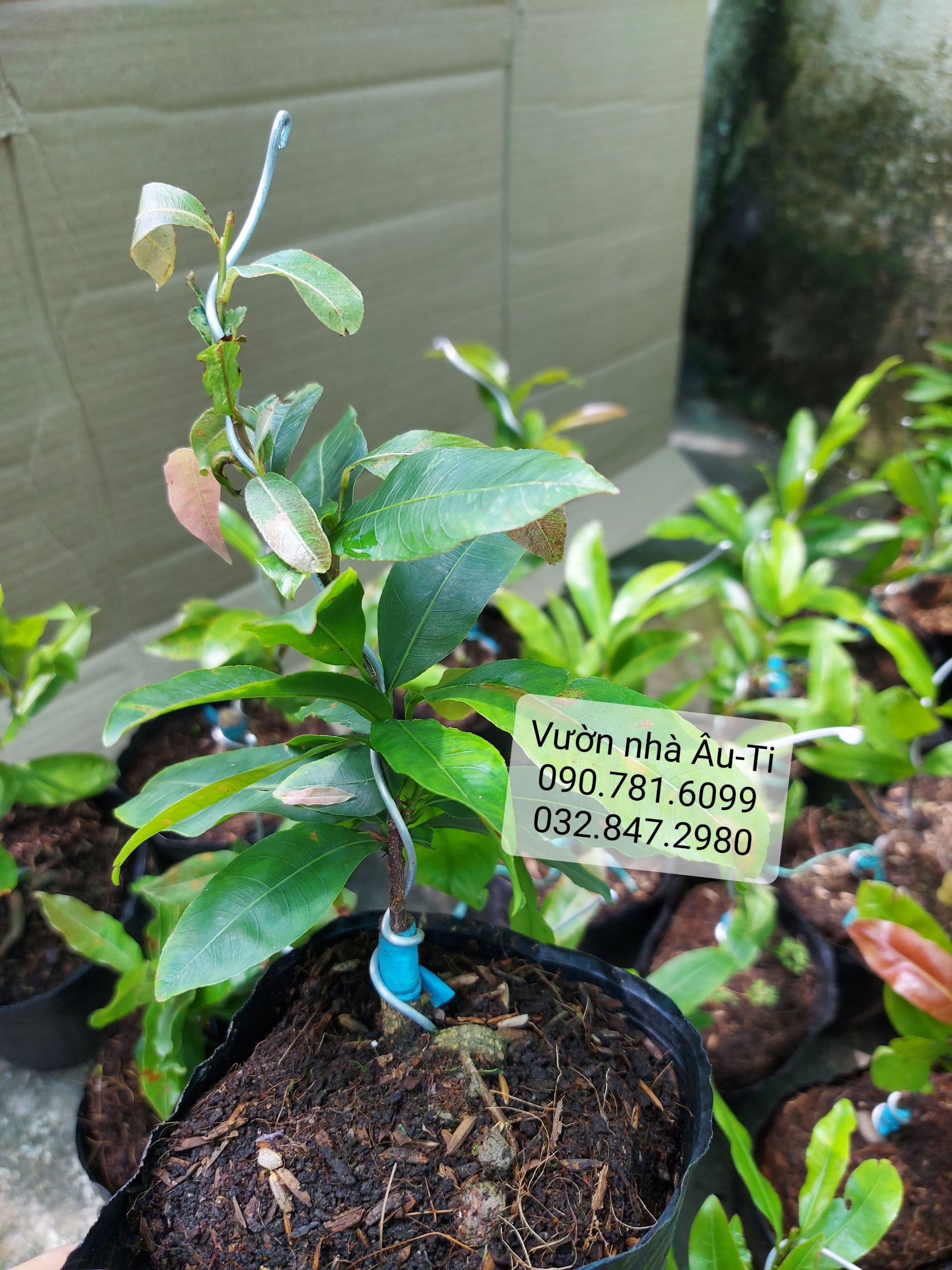 Bạch mai Tân Tân (hoa mai trắng giống mới) bonsai mini