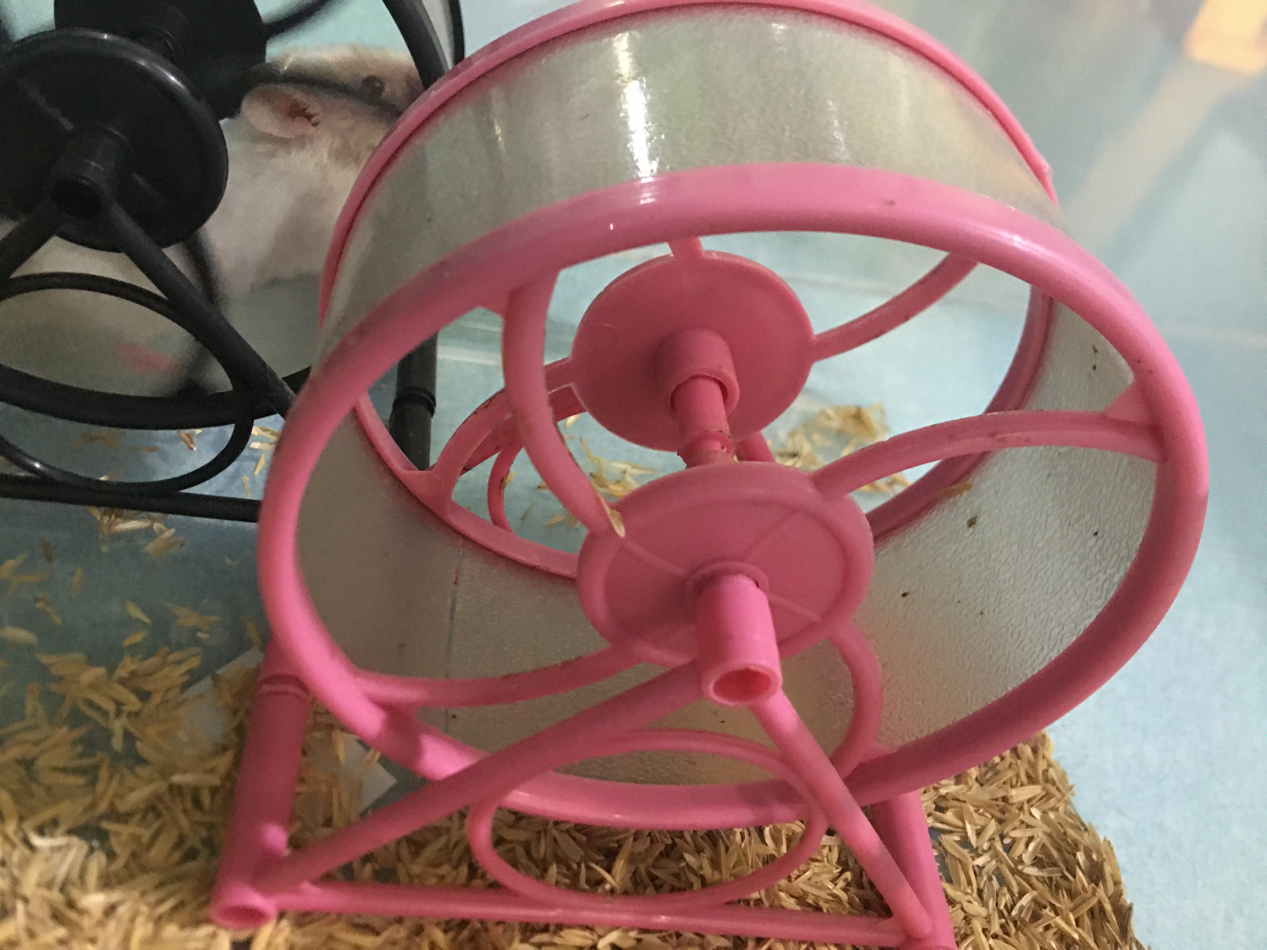 Vòng chạy ( Wheel ) cho chuột Hamster