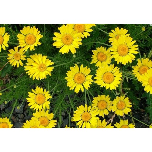 HẠT HOA CÚC SAO BĂNG - GÓI 0,5 GRAM