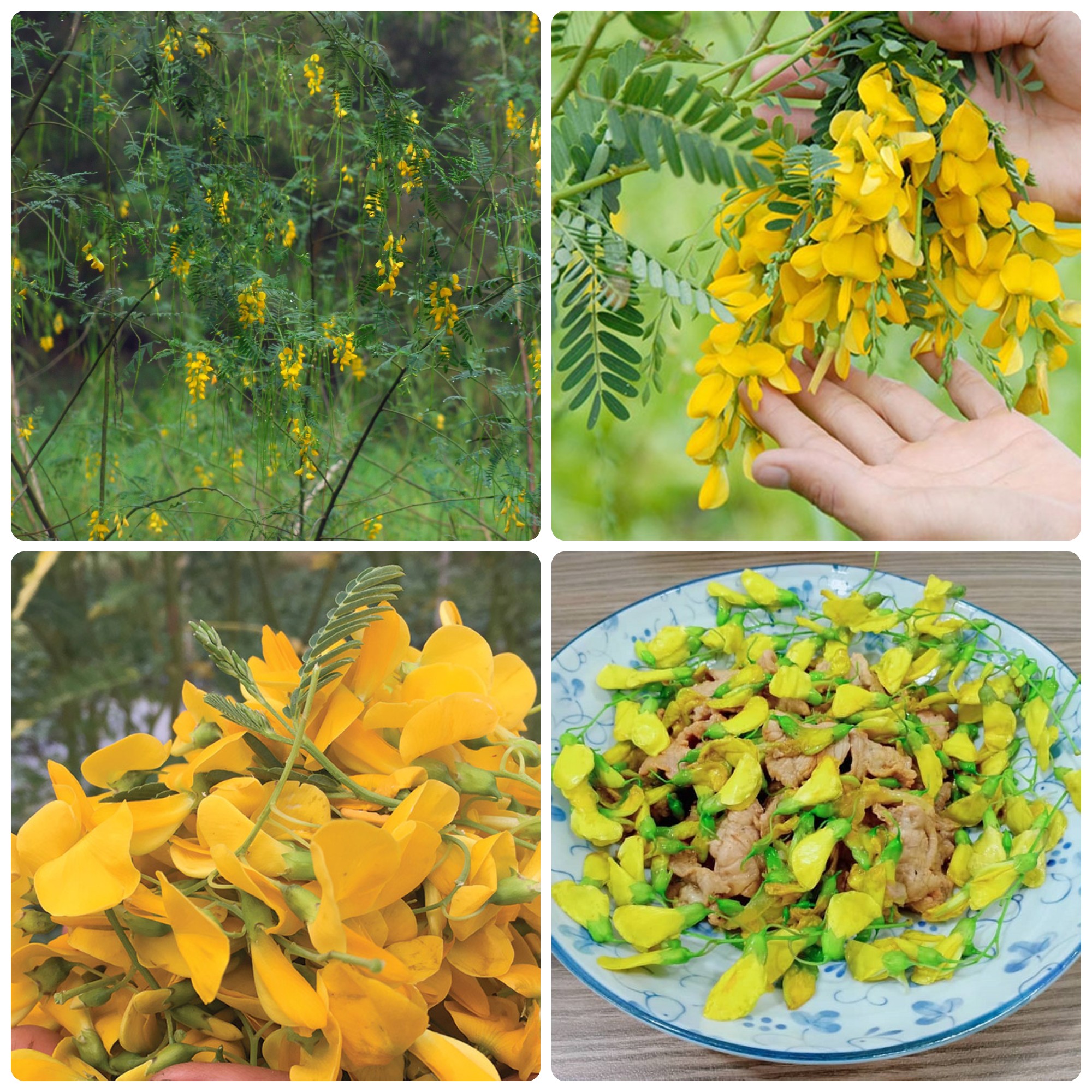 Hạt giống bông điên điển gói 1gr
