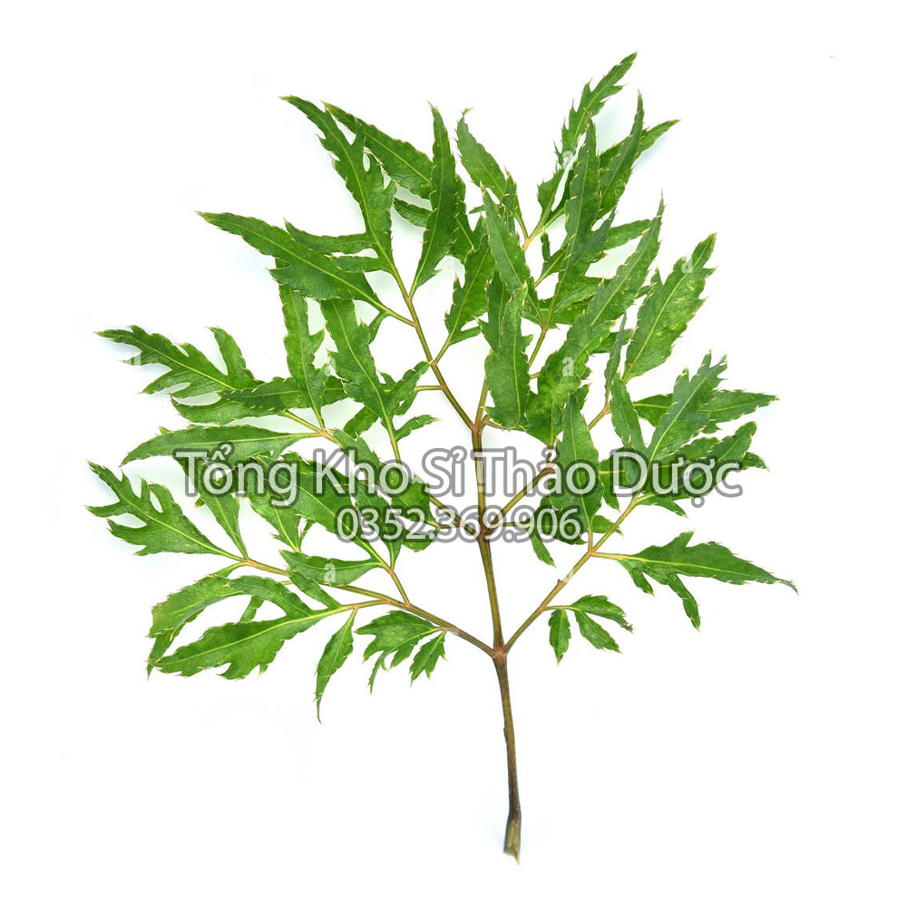 Lá đinh lăng khô 100g (Trà đinh lăng thanh lọc cơ thể, hỗ trợ mất ngủ)