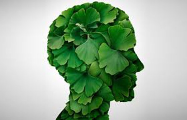 Bổ Não Ginkgo Biloba 340 Viên