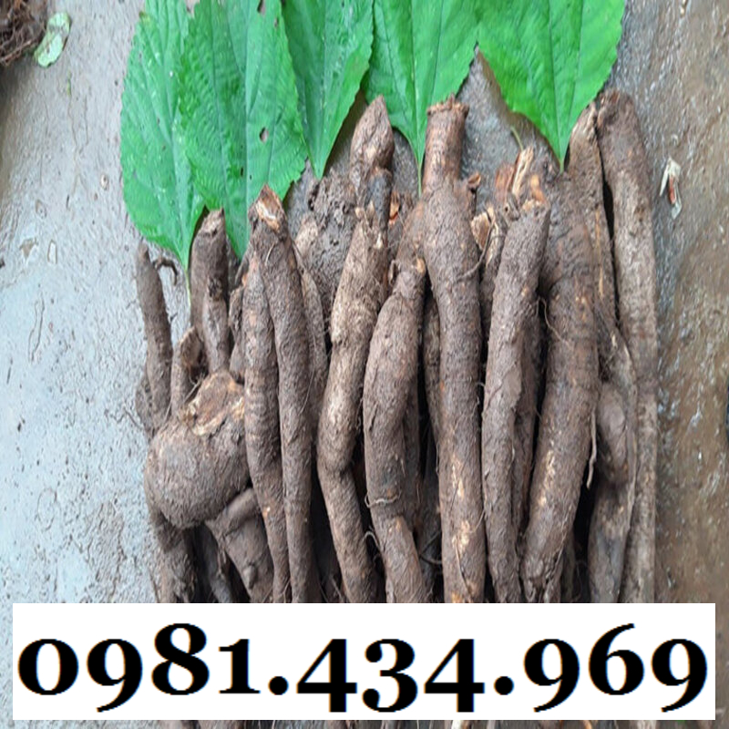 AN THAI- Củ Gai Tươi (Tầm Ma, Trữ Ma Căn) 01KG Ngon