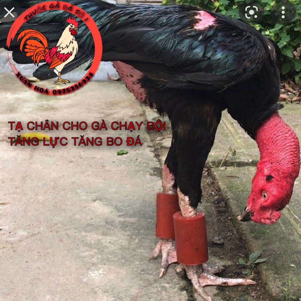 Tạ chân tập lực cho gà đá