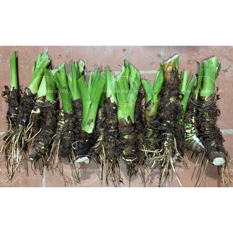 ráy voi làm cảnh (củ giống đẹp)