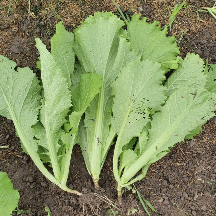[Seeds] Hạt giống cải bẹ xanh mỡ, đóng gói 20gr