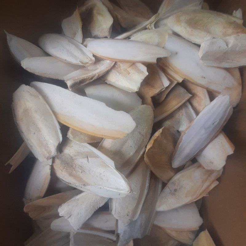 100g nang mực bể cho chim,vẹt,bò sát..vv