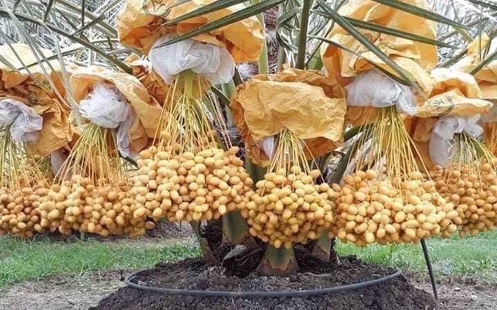 giống cây chà là Israel