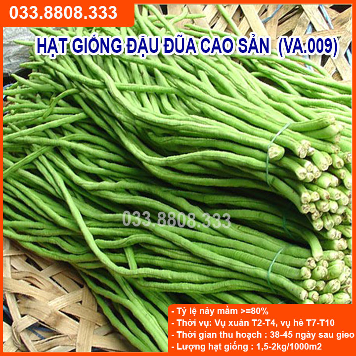 Hạt Giống Đậu Đũa 20gram -Năng Suất Cao