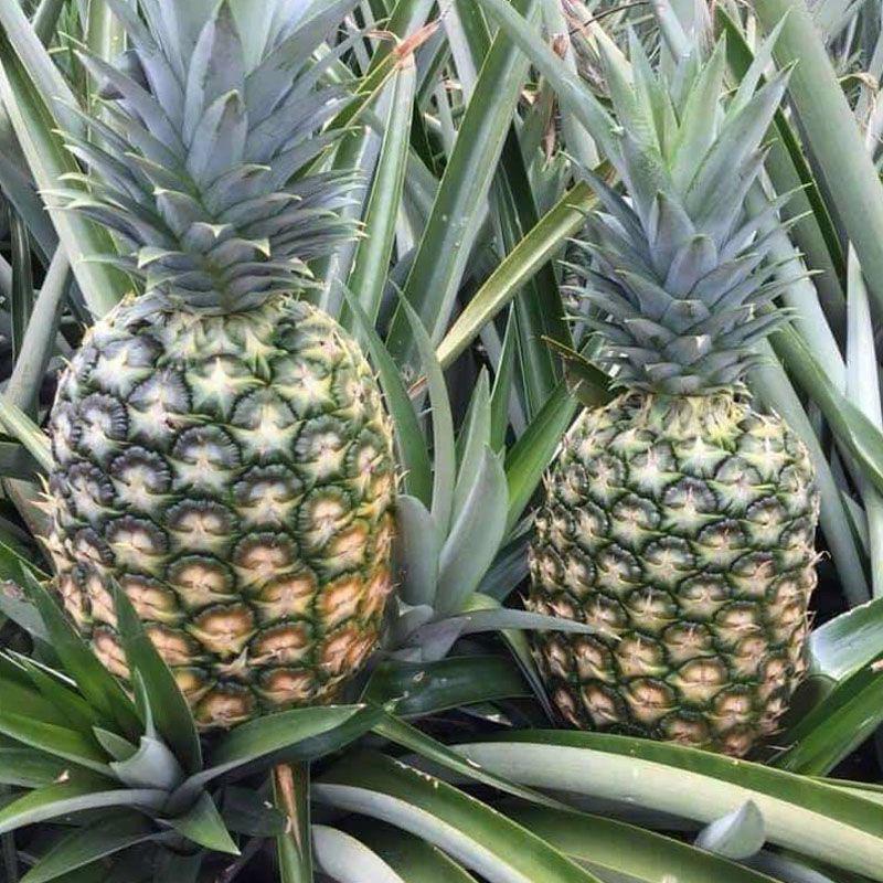 combo 5 con giống khóm( dứa)_size 5-8cm