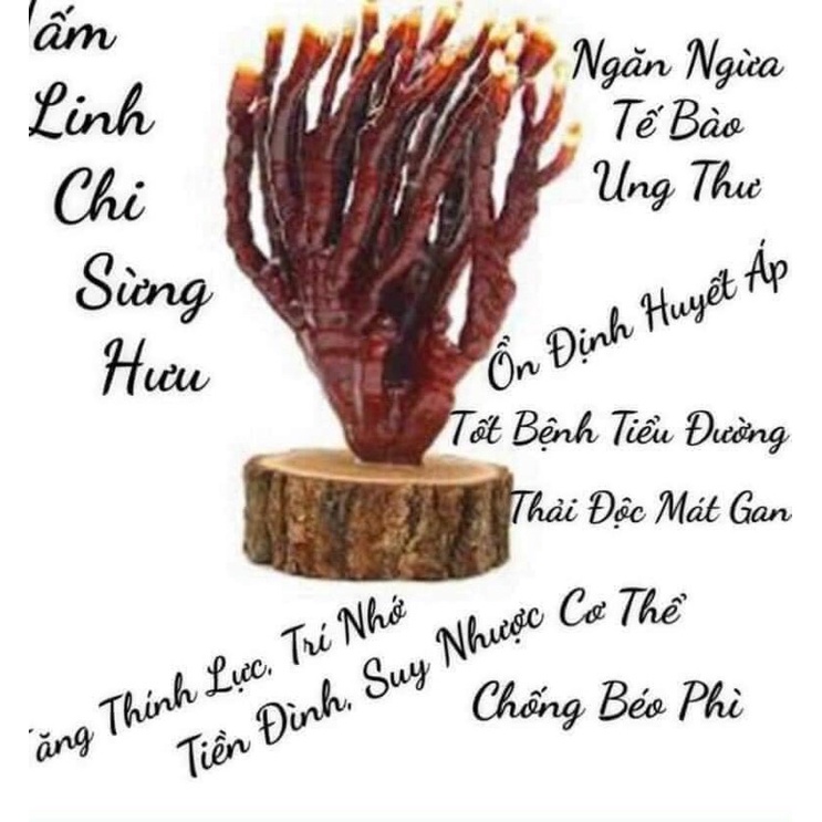 [Freeship] Nấm linh chi Sừng Hươu ( Đặc Sản Vùng Cao )