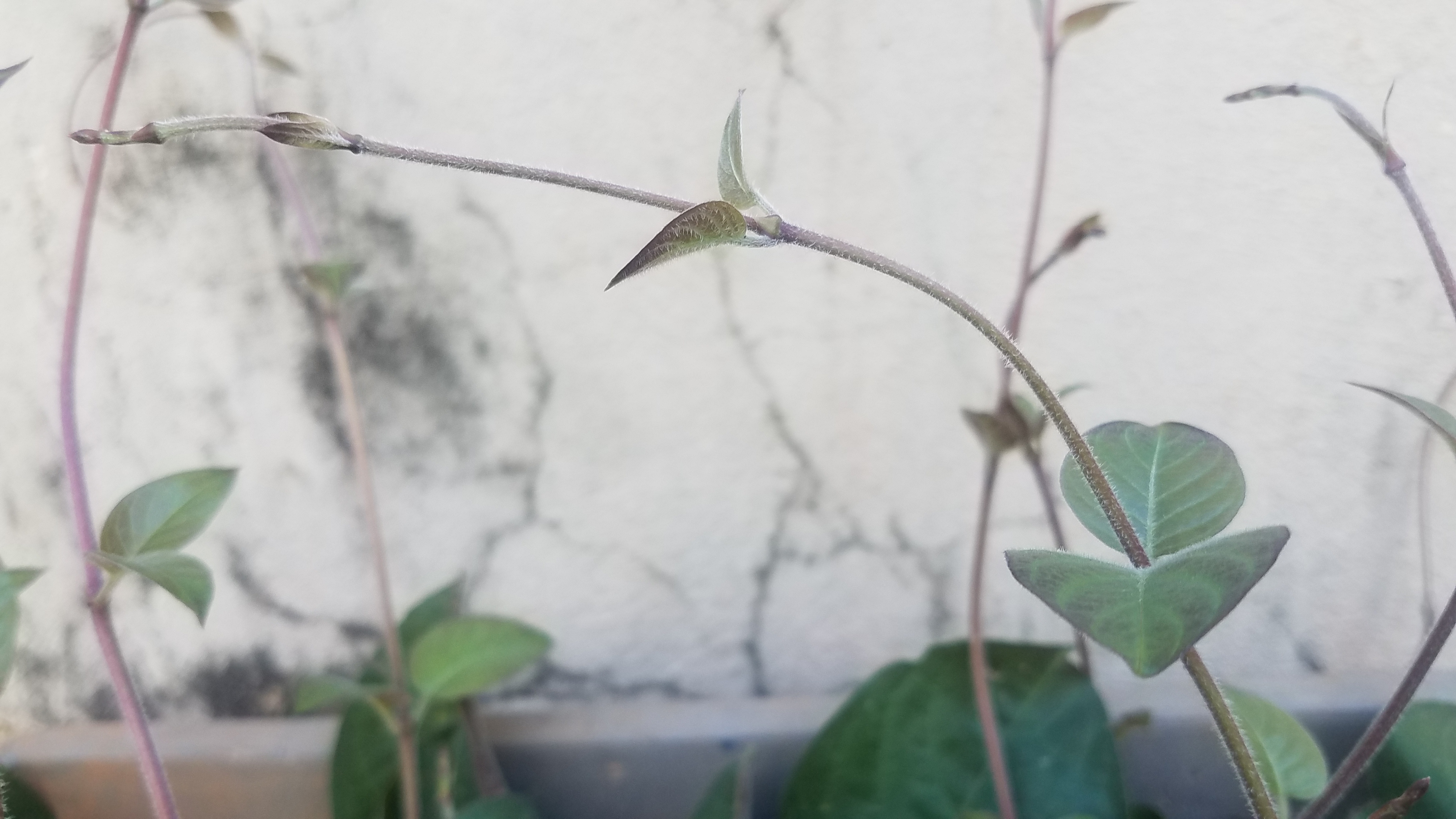 Cây Giống Mơ Lông cây rau mơ
