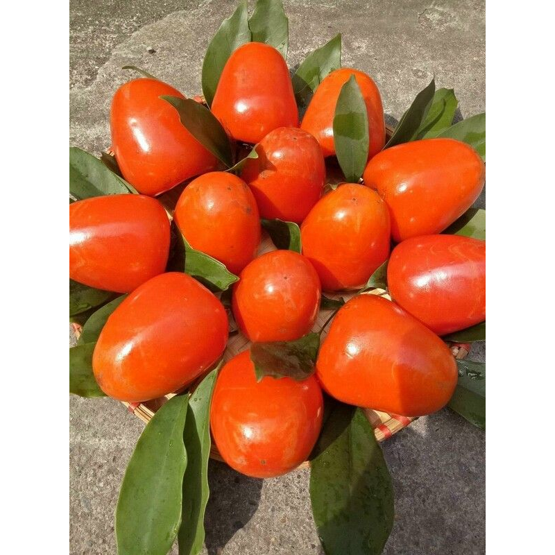 Cây giống hồng trứng láng đặc sản lâm đồng
