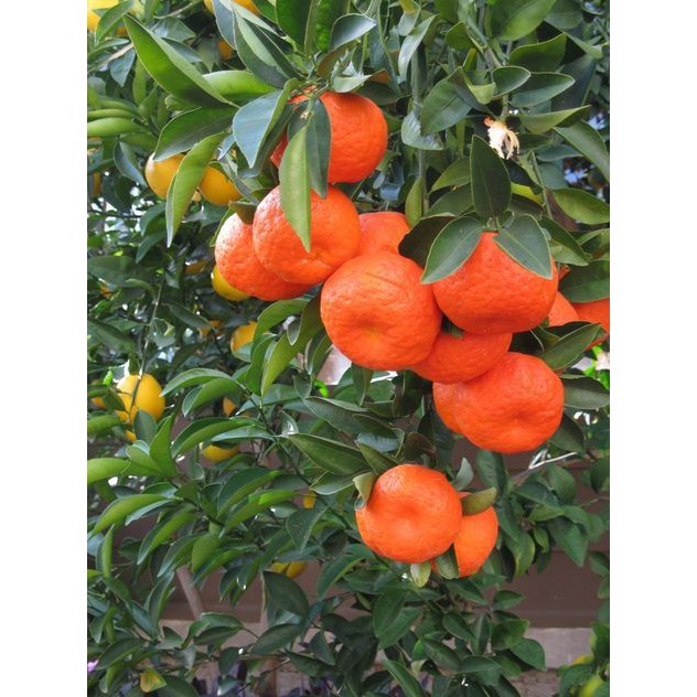 Cây Giống Quýt đường ( quýt ngọt)