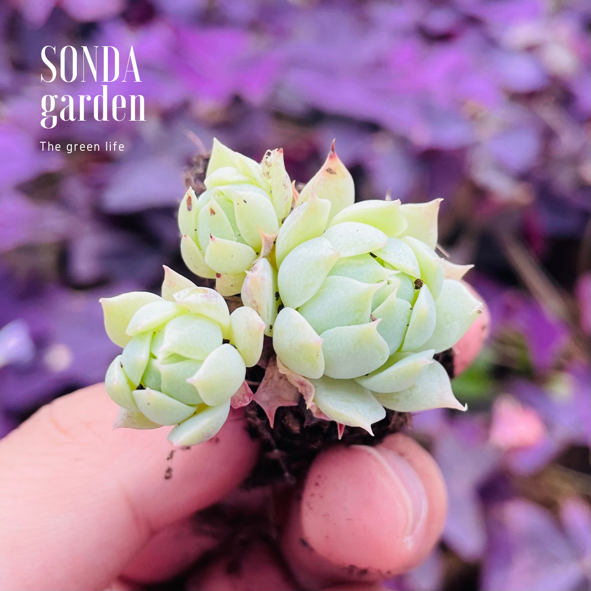 SEN ĐÁ DÙ KIM SIZE MINI LỖI 1 ĐỔI 1