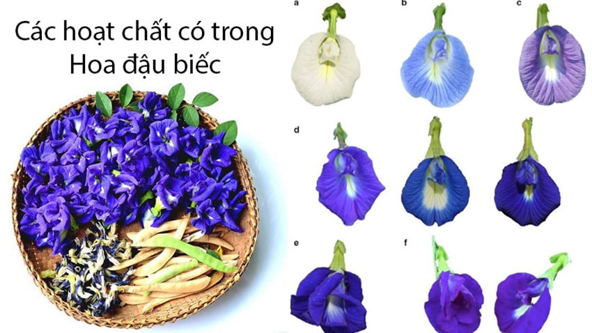 Hoa Đậu Biếc sấy khô ( Butterfly Peas ) dùng pha trà.