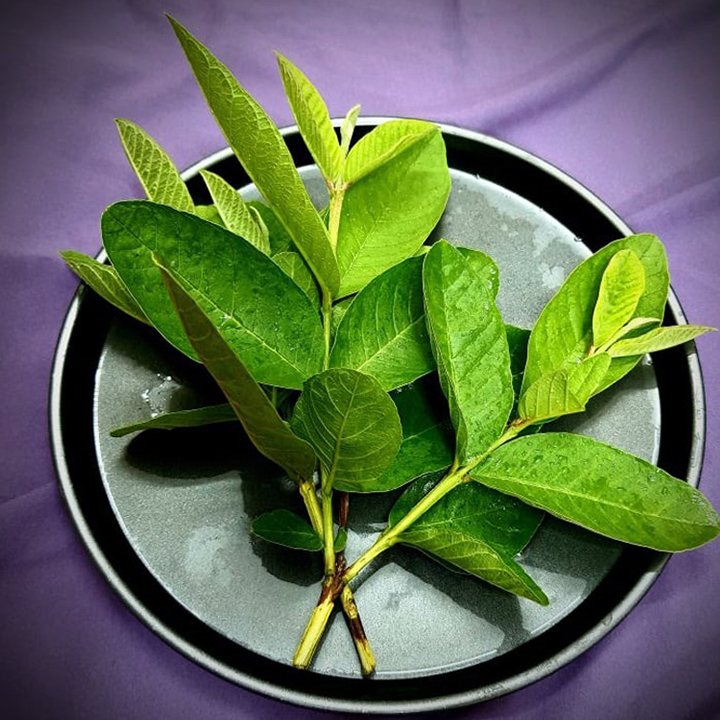 Lá Ổi 500g - Hàng Công Ty Chất Lượng