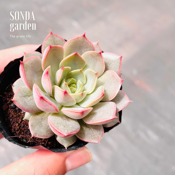 SEN ĐÁ HOA HỒNG ĐỎ SIZE BÉ KHỎE ĐẸP LỖI 1 ĐỔI 1