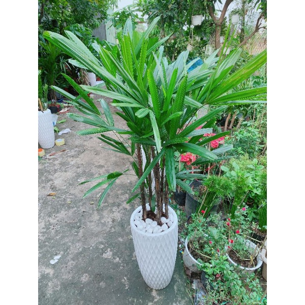 Chậu cây trúc mây