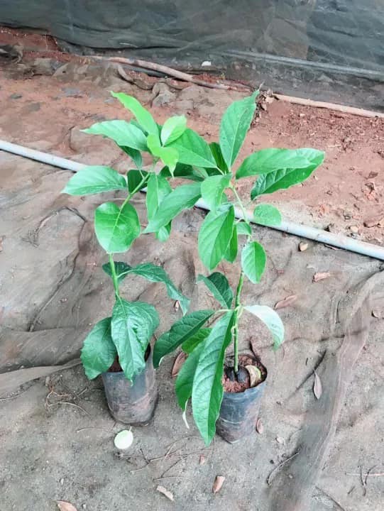 cây giống Bơ sáp lùn Thái Lan (siêu sớm)
