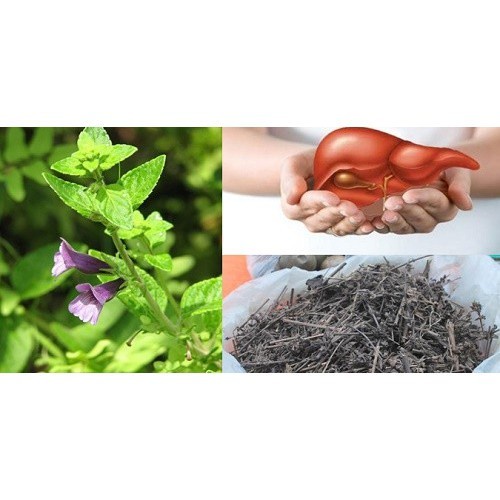 CÂY NHÂN TRẦN ĐEN F1,CÂY NHÂN TRẦN ĐEN