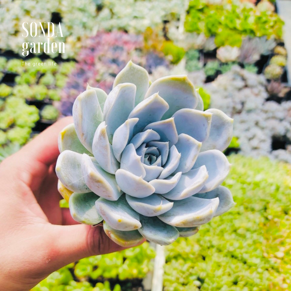 SEN ĐÁ MÓNG TAY SIZE BÉ SIÊU KHOẺ ĐẸP LỖI 1 ĐỔI 1