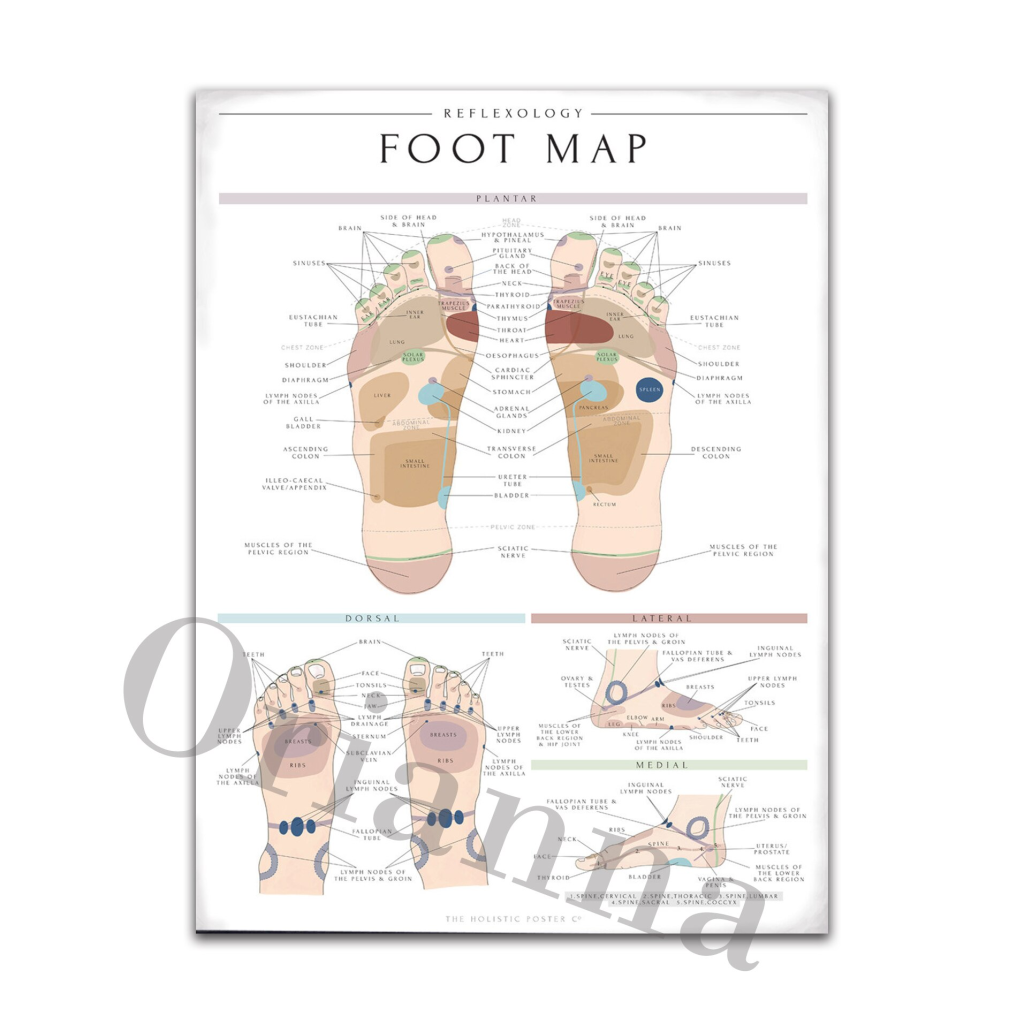 Detailed Reflexology Foot Map Chart for Therapy Room Decor