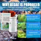【VA VA VOOM】Fish Tanks Aquatic Cleaning Algae Tablets Biological Effective Control Water Algaecide Home Aquarium. 