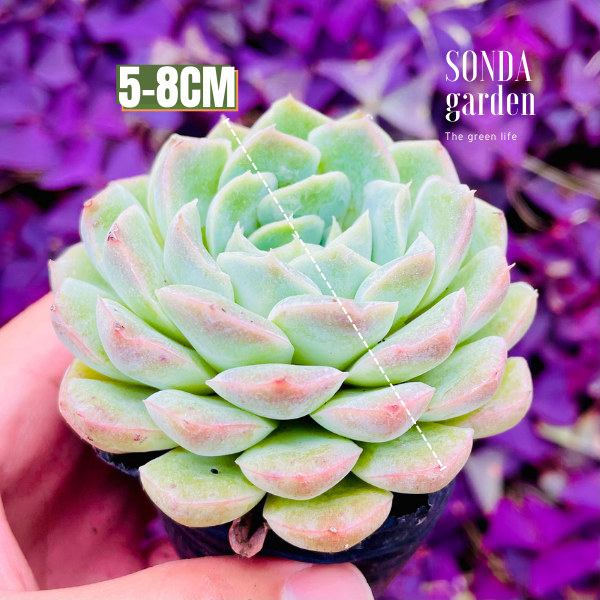 SEN ĐÁ THANH CÚC SIZE BÉ SIÊU KHỎE ĐẸP LỖI 1 ĐỔI 1