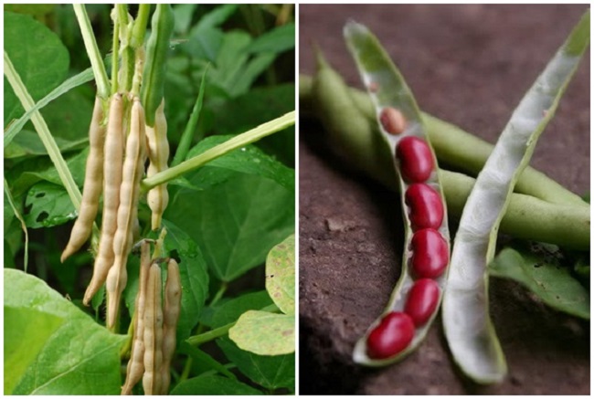 Đậu Đỏ Hạt To Cao Băng 200G