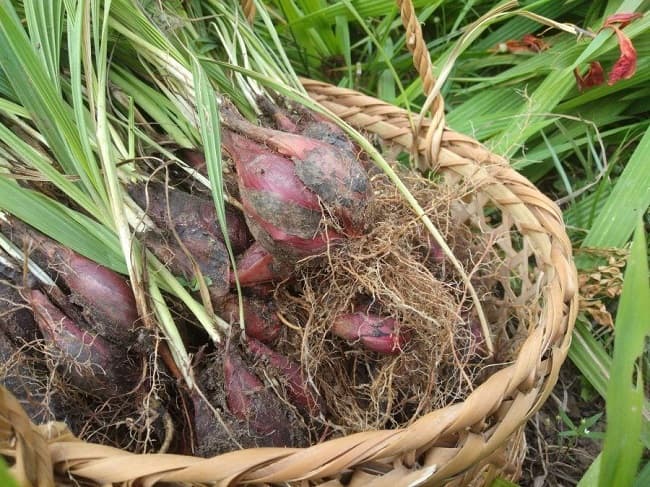 củ giống sâm đại hành (tỏi đỏ) thu hái từ rừng tự nhiên