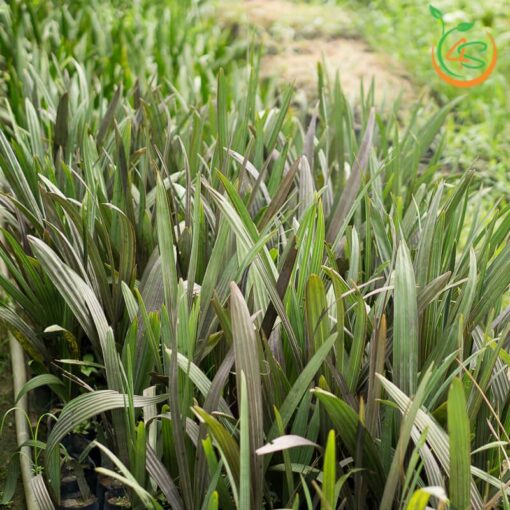 cây giống Cọ Bạc (kè bạc)