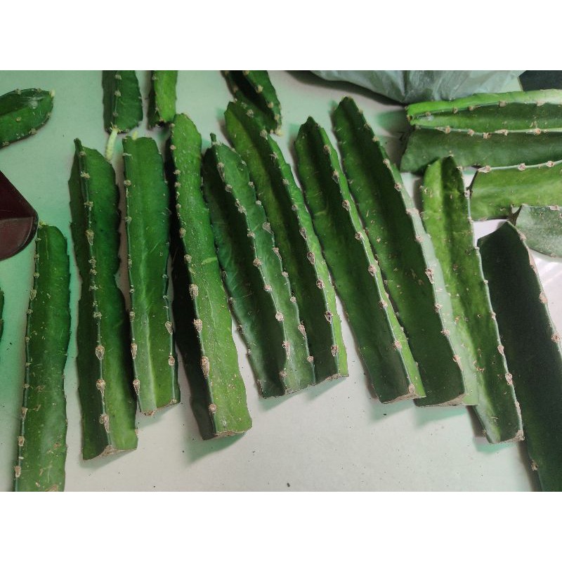 xương rồng ba cạnh ( xương rồng ông) - 1 thân