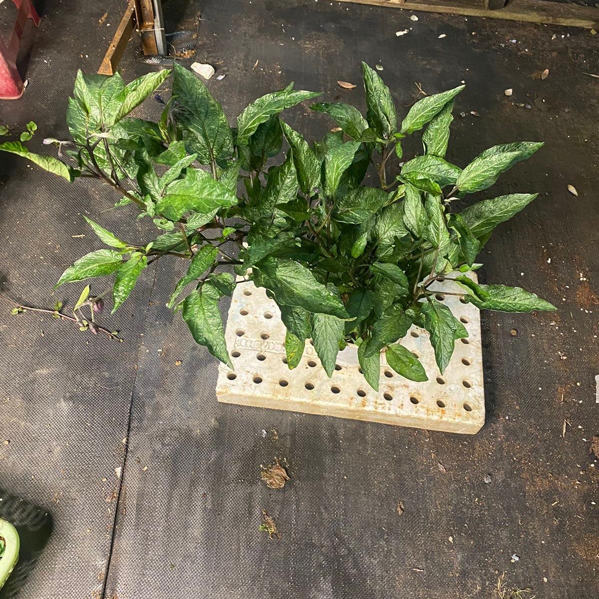 Cây dưa peppino tím ( cây giống ) cây ổn định