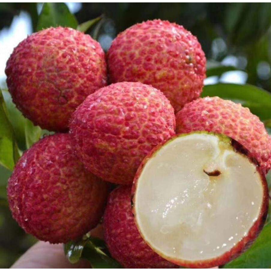 CÂY GIỐNG VẢI THIỀU HẠT LÉP