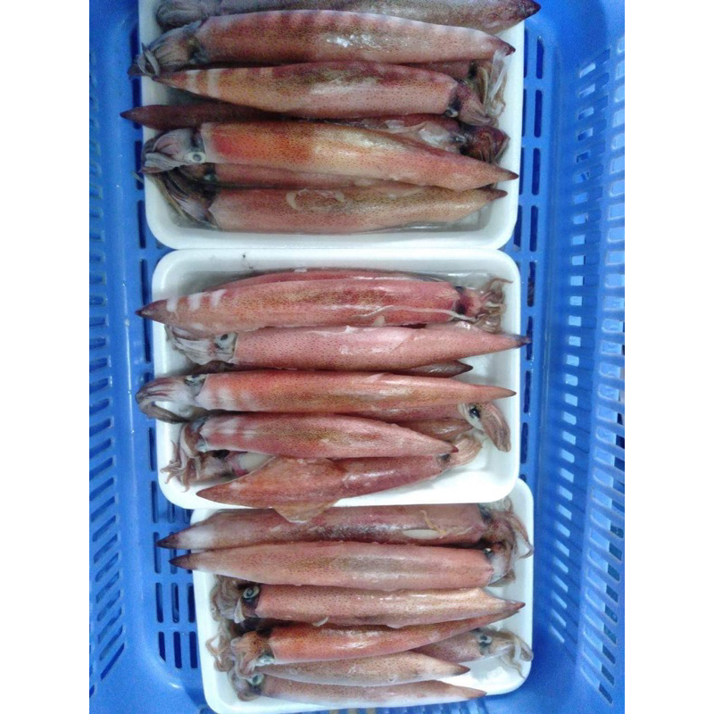 Mực GHIM Trứng 1kg size 9-15 con (giao tphcm)
