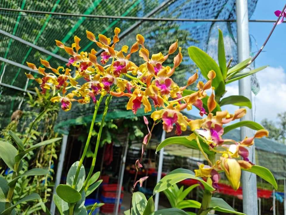 HOA LAN NẮNG SING RỒNG LỬA