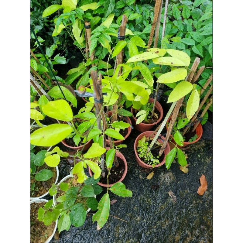 Cây hoa leo móng cọp xanh