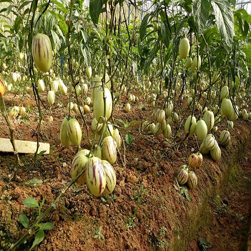 Hạt giống dưa hấu pepino ( 5 hạt) - thanh mát, mọng nước