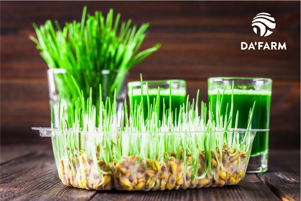 Hạt giống cỏ lúa mì hữu cơ loại 1 Da'farm
