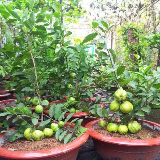 Cây giống ổi lê lùn trồng chậu trái sớm