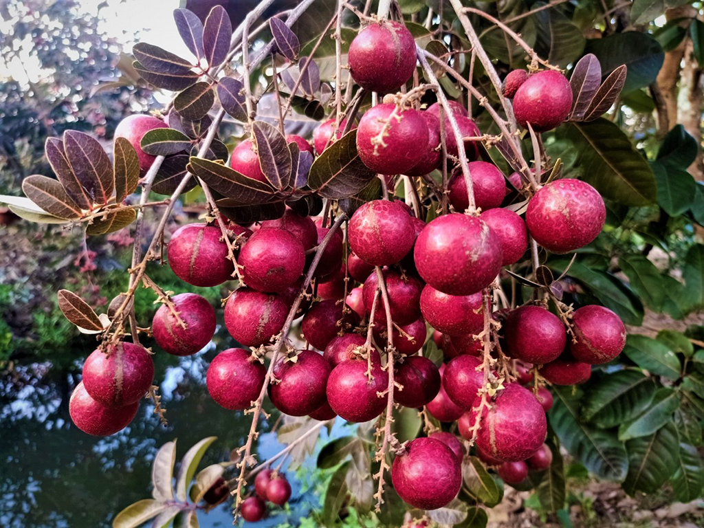 CÂY GIỐNG NHÃN TÍM